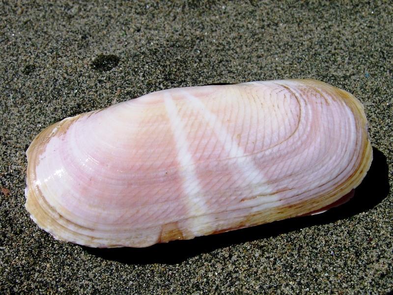 Solecurtus strigillatus